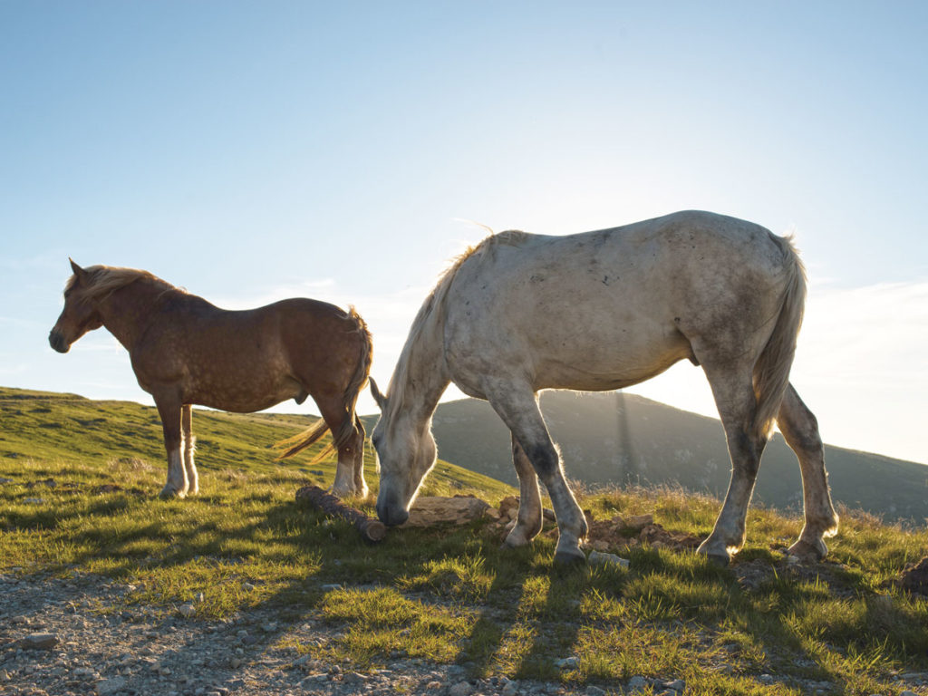 Pferde in den Karpaten