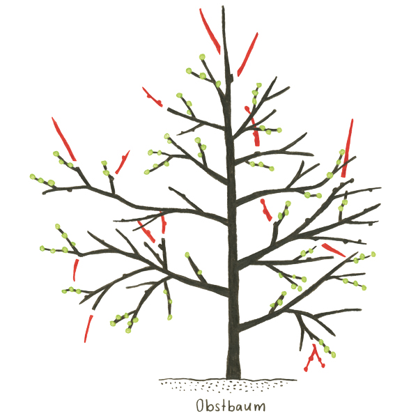 Obstbaum Illustration