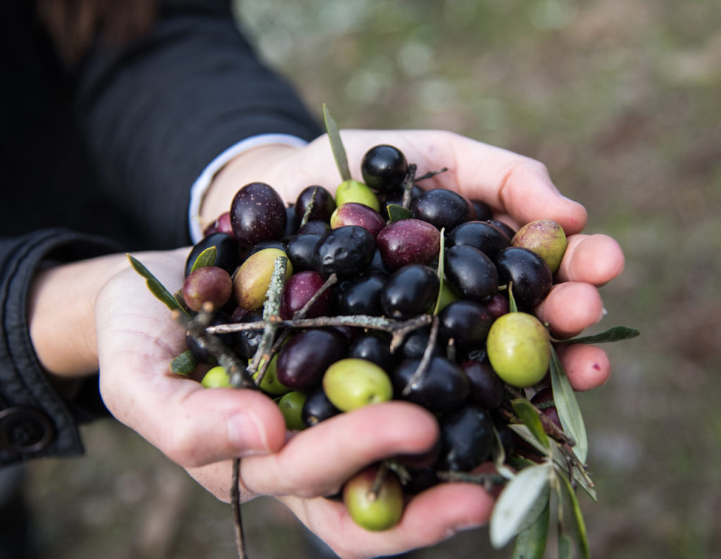 Hand voller Oliven