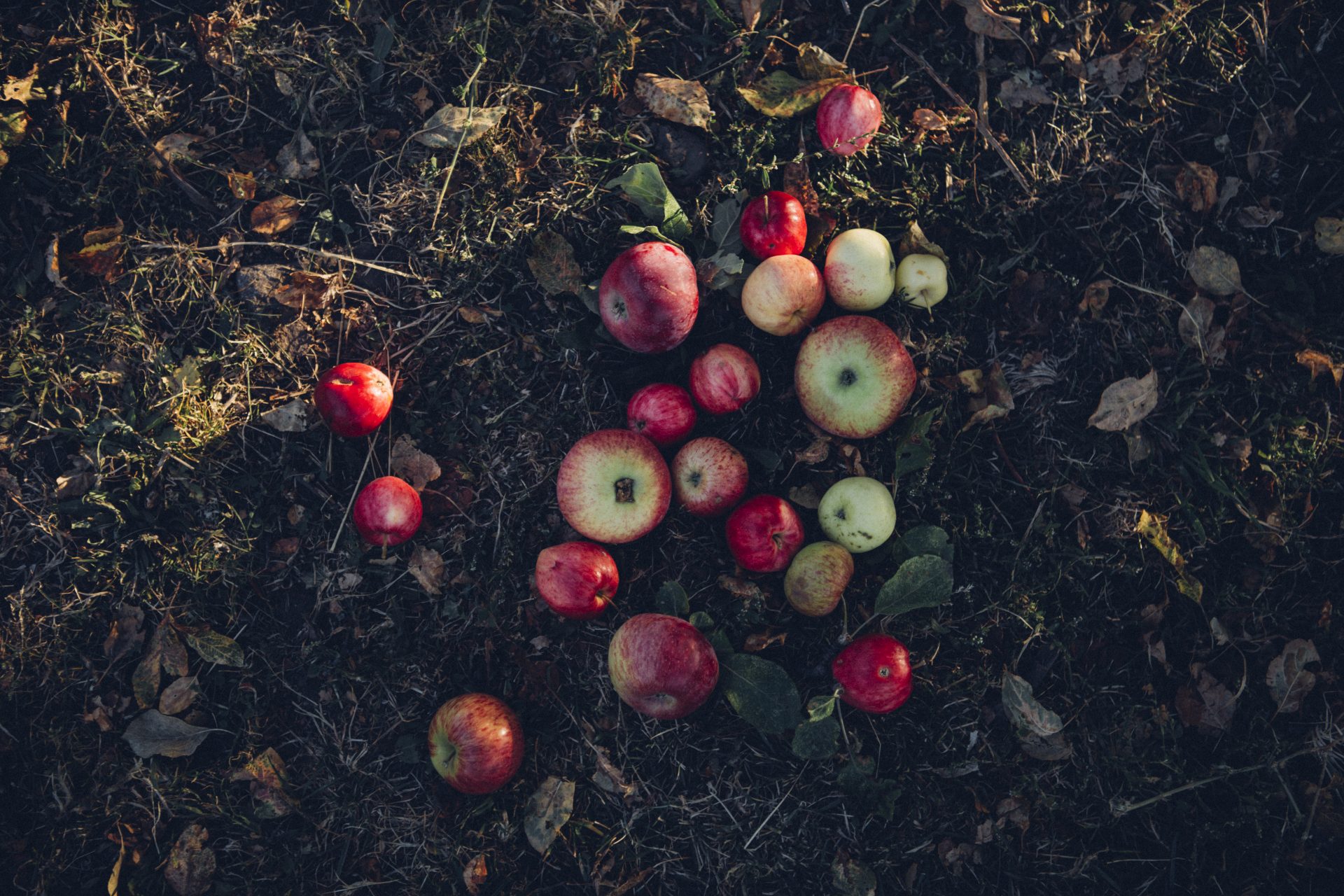 Uräpfel Kasachstan auf dem Boden liegend.