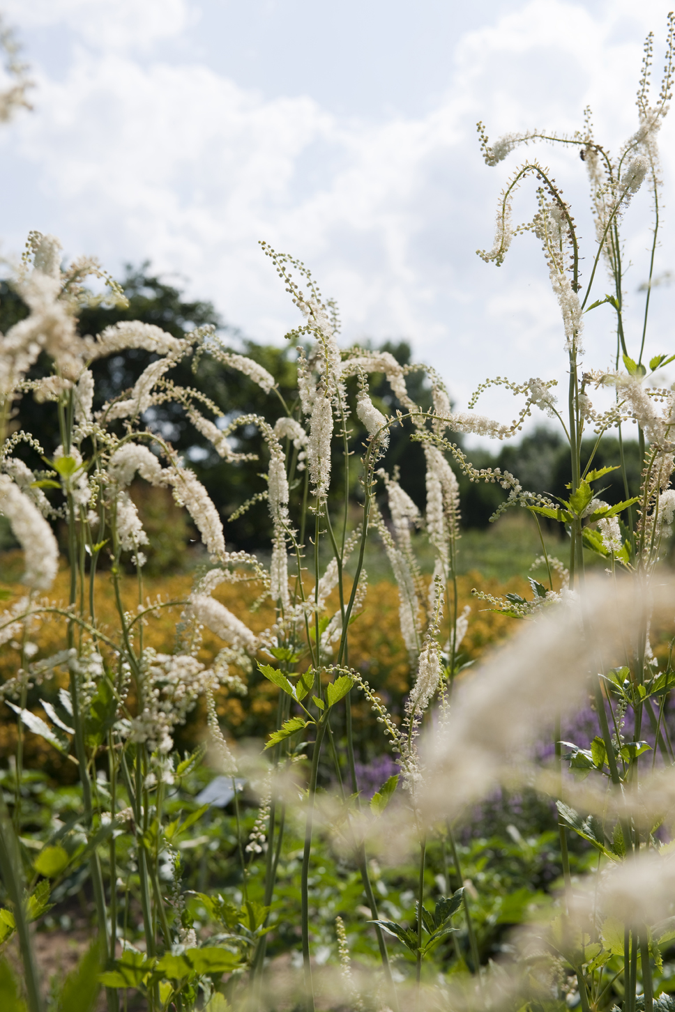 Werde Magazin Garten