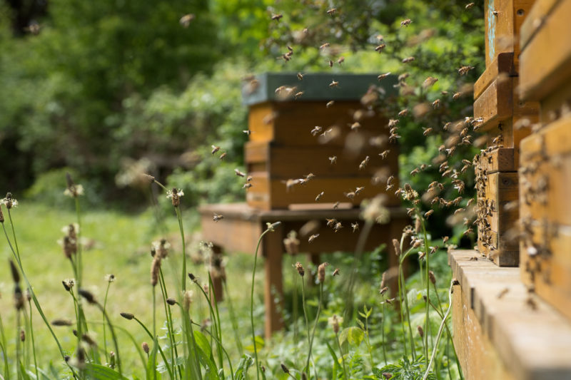 "Bei den Bienen lernt man, still zu werden" Werde Magazin