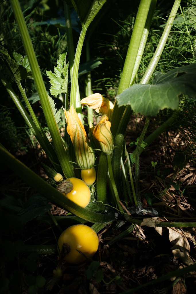 Eine Pflanze mit gelben Früchten wächst in einem Garten