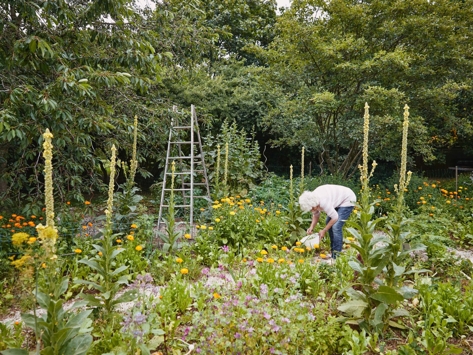 Alte Frau gärtnert in ihrem Waldgarten.