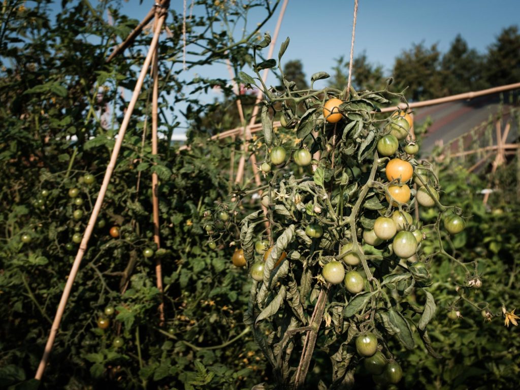 Tomaten Klimafreundlich Ernähren