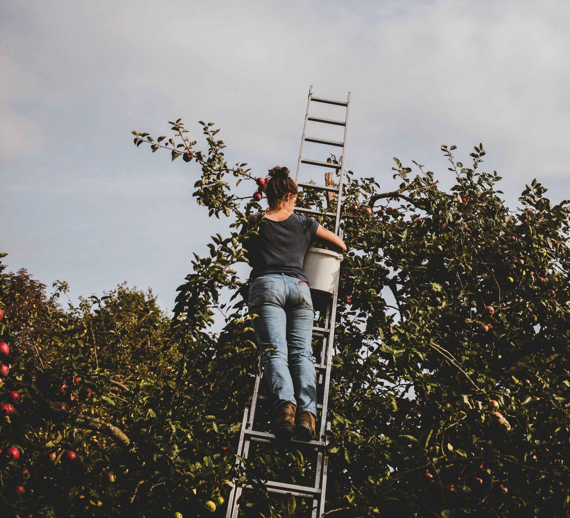 Streuobstwiese, Rabea beim Apfelernten.