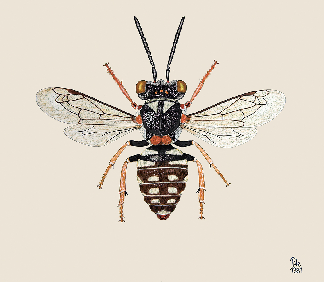 epeolus_variegatus
