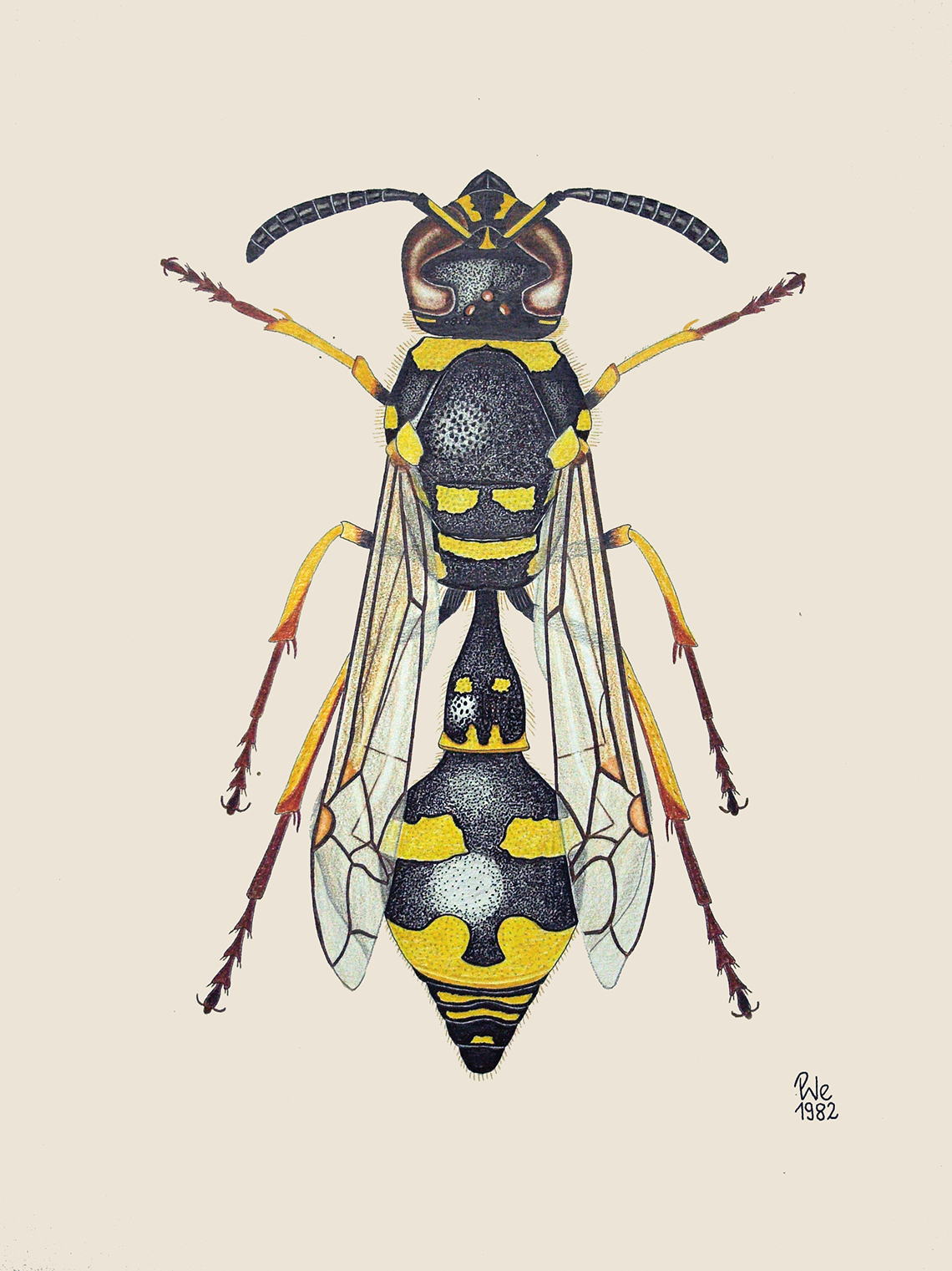 eumenes_subpomiformis